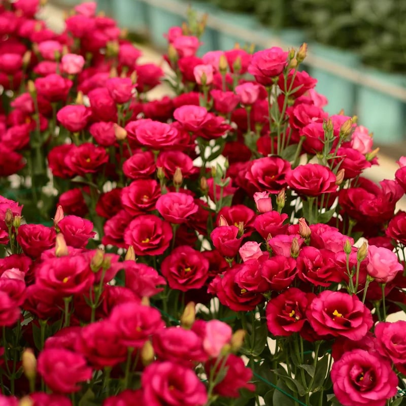 Rose Eustoma Sans Épines💐Graines de Lisanthus