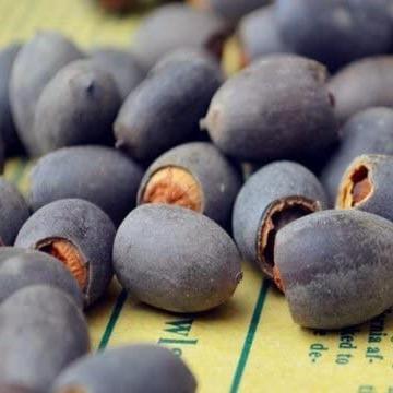 10 pièces de graines de lotus bonsaï colorées - Vibrantes et faciles à cultiver