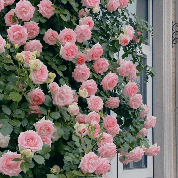 🌺Graines de Rose Grimpante | Engrais Gratuit--Supplément en azote, phosphore et potassium