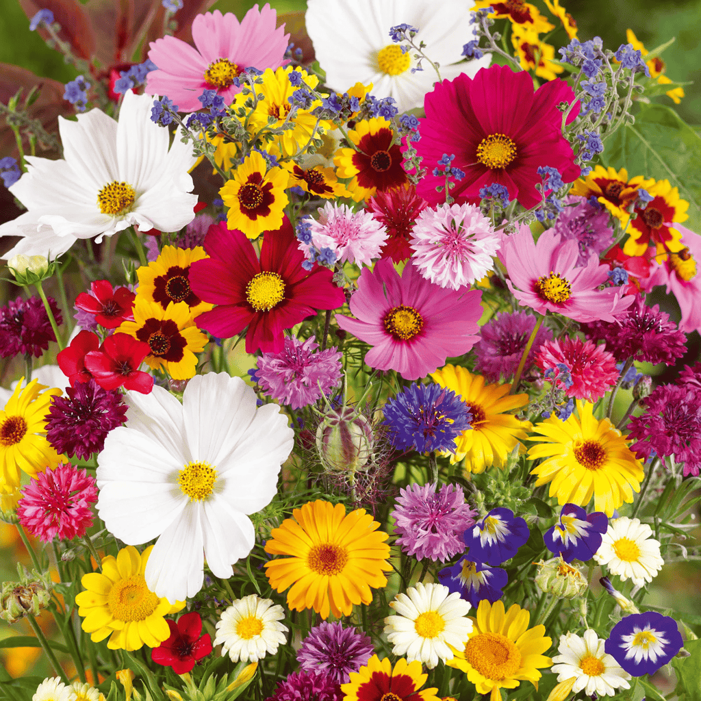 🔥Dernier jour de liquidation💝Graines de Fleurs Vivaces Mélangées - Plus de 30 sortes mélangées
