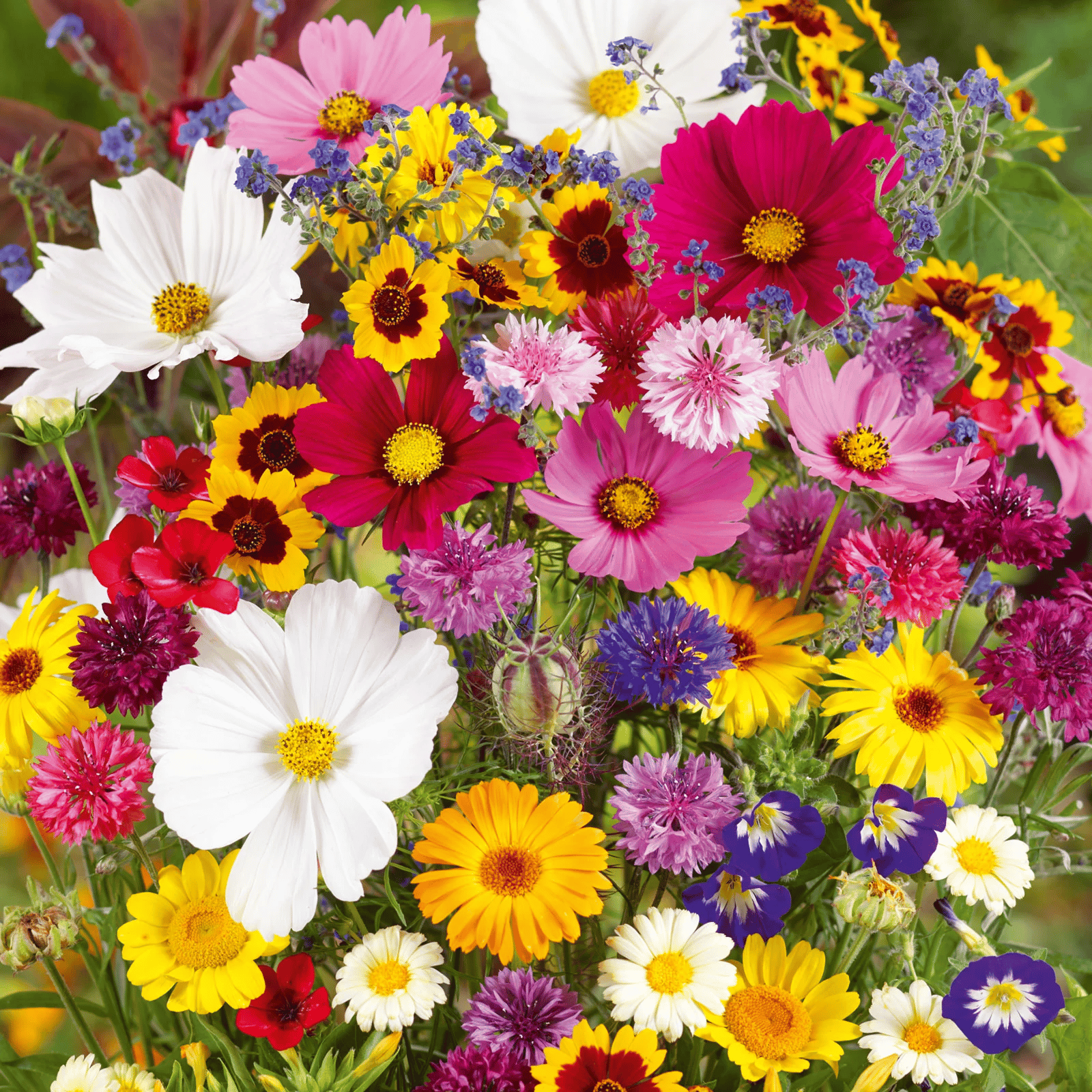 🔥Dernier jour de liquidation💝Graines de Fleurs Vivaces Mélangées - Plus de 30 sortes mélangées