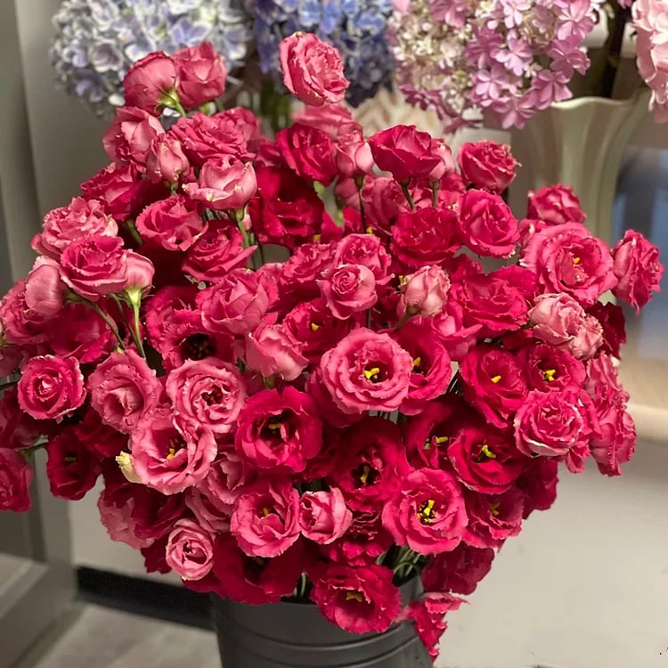 Rose Eustoma Sans Épines💐Graines de Lisanthus