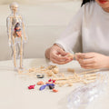 Modèle d'Anatomie 3D Transparent Présentant le Corps et les Organes