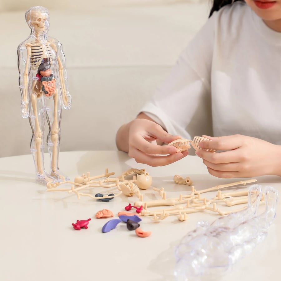Modèle d'Anatomie 3D Transparent Présentant le Corps et les Organes