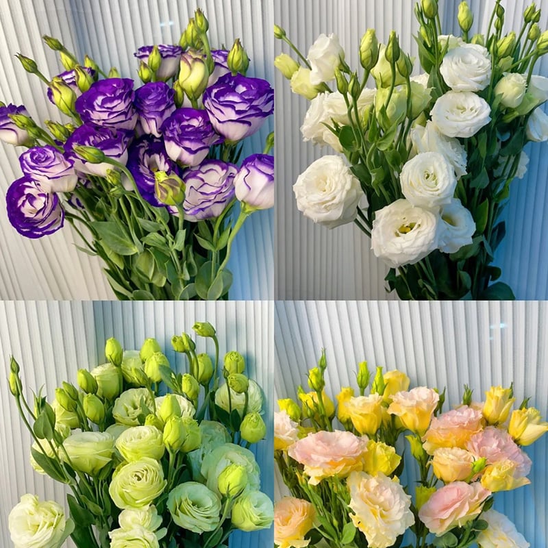Rose Eustoma Sans Épines💐Graines de Lisanthus