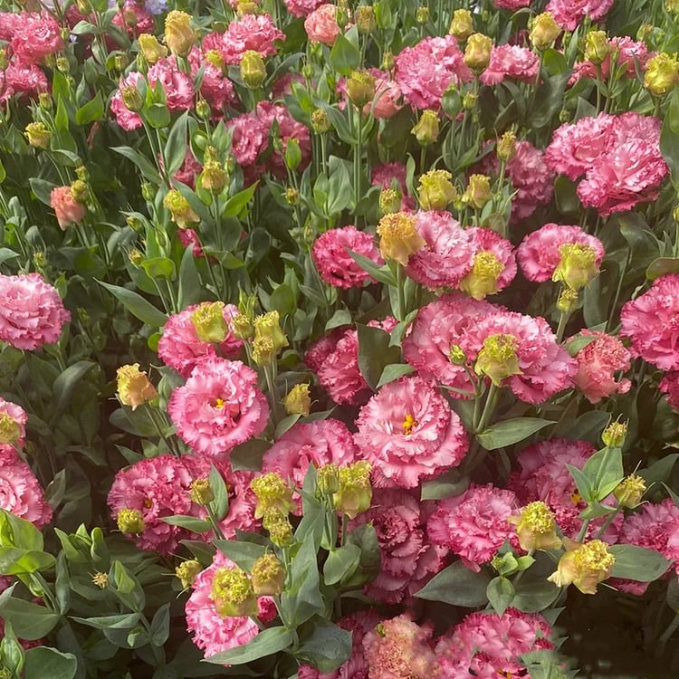 Rose Eustoma Sans Épines💐Graines de Lisanthus