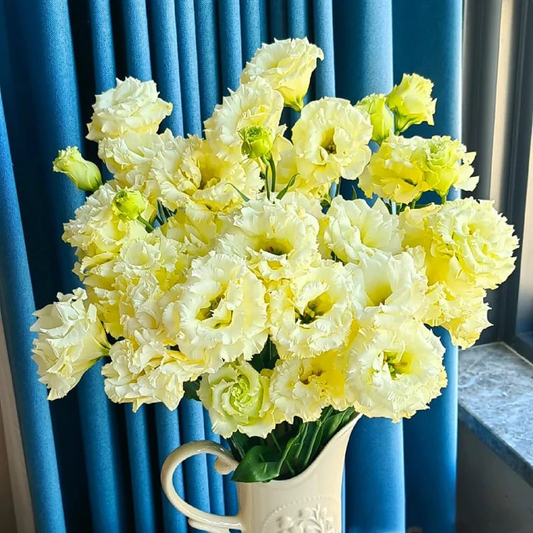 Rose Eustoma Sans Épines💐Graines de Lisanthus