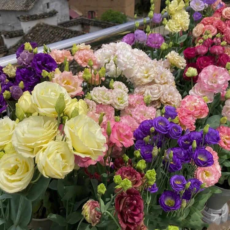 Rose Eustoma Sans Épines💐Graines de Lisanthus