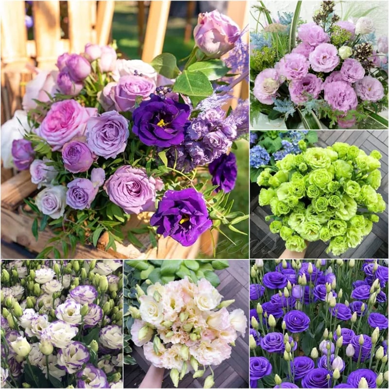 Rose Eustoma Sans Épines💐Graines de Lisanthus