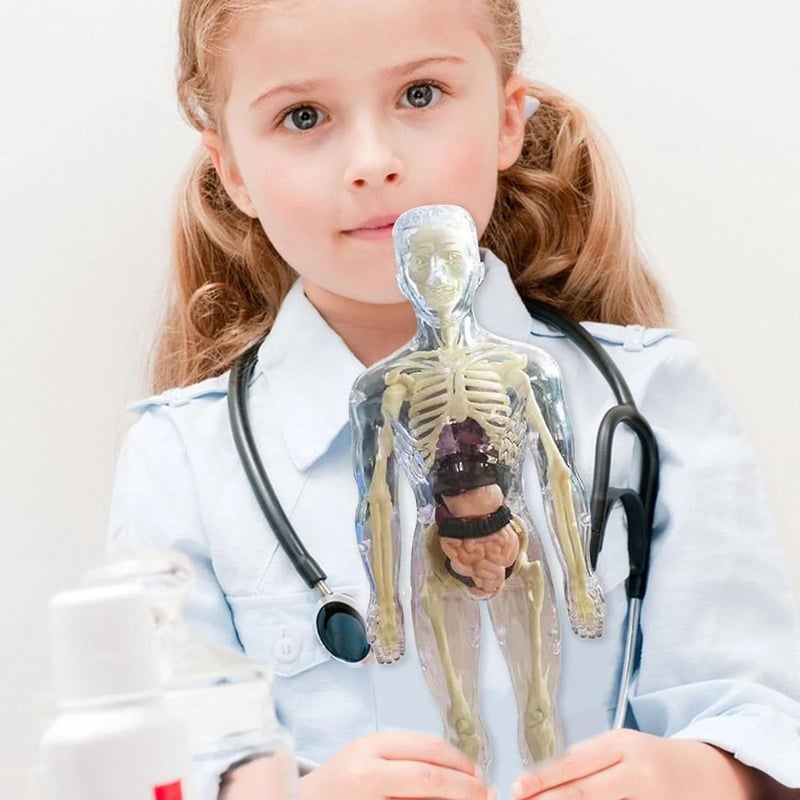 Modèle d'Anatomie 3D Transparent Présentant le Corps et les Organes