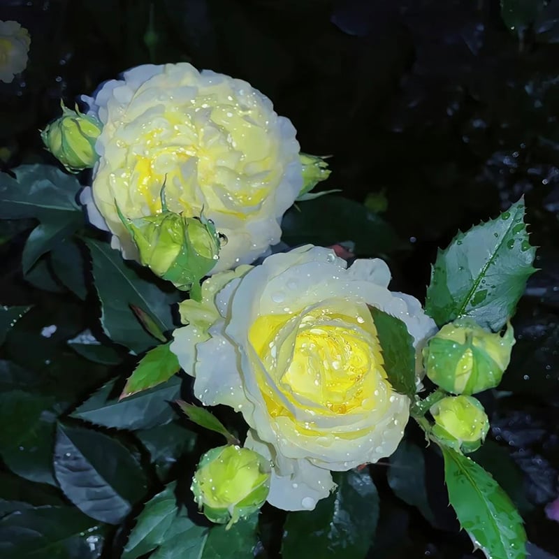 Rose Eustoma Sans Épines💐Graines de Lisanthus