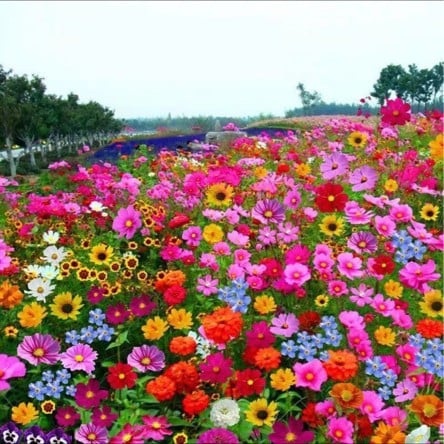 🔥Dernier jour de liquidation💝Graines de Fleurs Vivaces Mélangées - Plus de 30 sortes mélangées