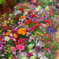BloomBurst™ — Enflammez votre jardin avec des fleurs vibrantes qui captivent chaque saison