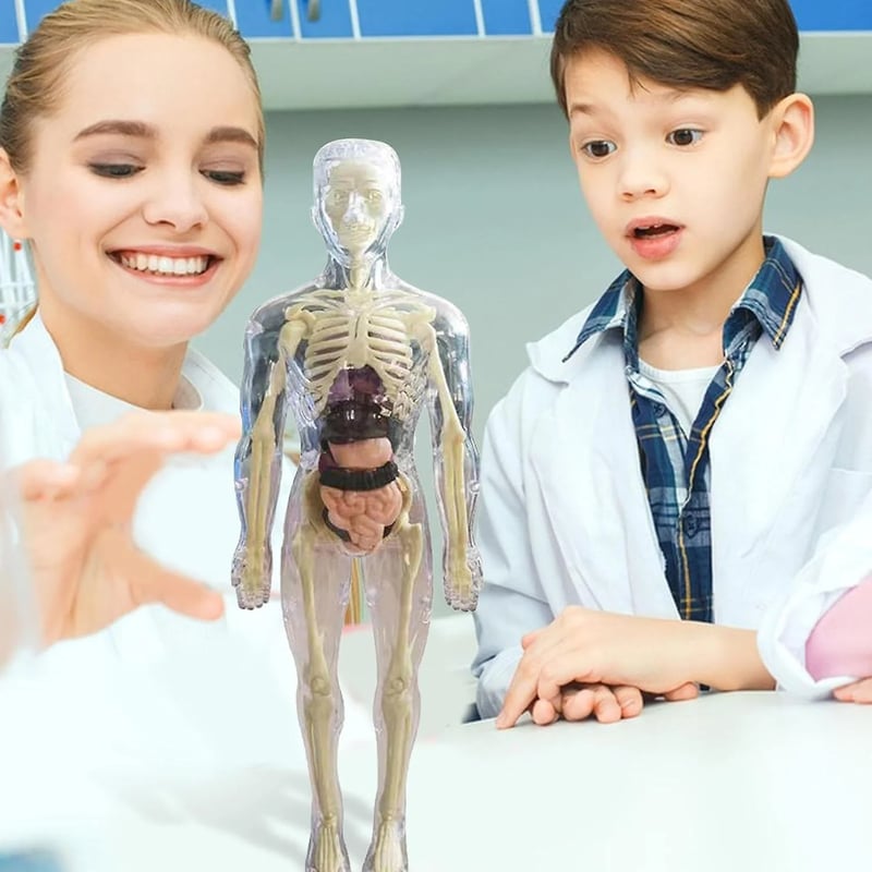 Modèle d'Anatomie 3D Transparent Présentant le Corps et les Organes