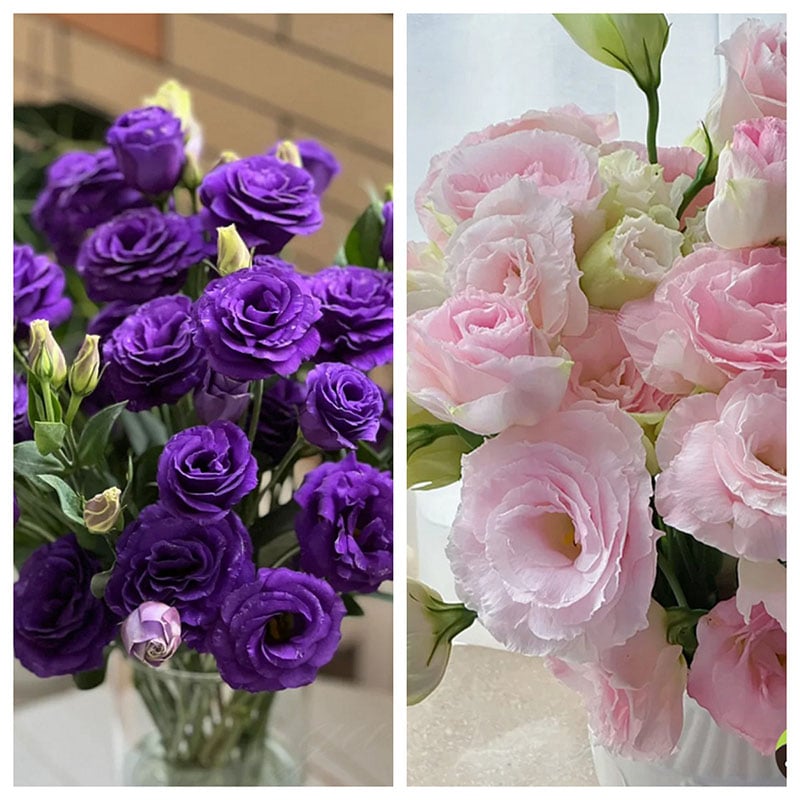 Rose Eustoma Sans Épines💐Graines de Lisanthus