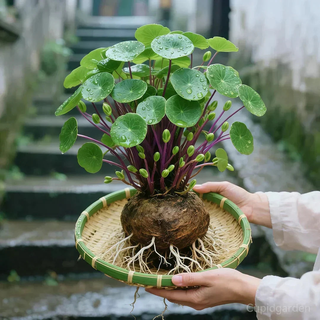 Stephania Erecta Plante d'Intérieur – Plante Ornementale Facile d'Entretien avec Caudex Unique pour Salon, Bureau ou Fenêtre | Sansoti