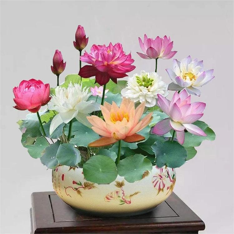 10 pièces de graines de lotus bonsaï colorées - Vibrantes et faciles à cultiver