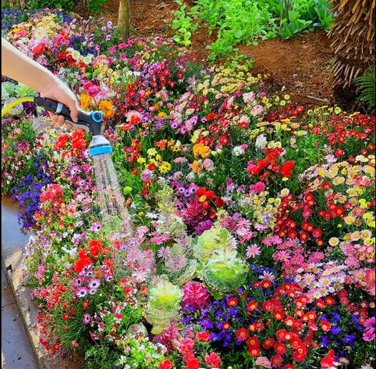 🔥Dernier jour de liquidation💝Graines de Fleurs Vivaces Mélangées - Plus de 30 sortes mélangées
