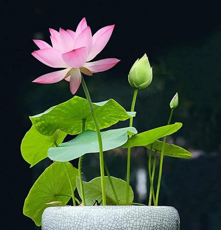 10 pièces de graines de lotus bonsaï colorées - Vibrantes et faciles à cultiver