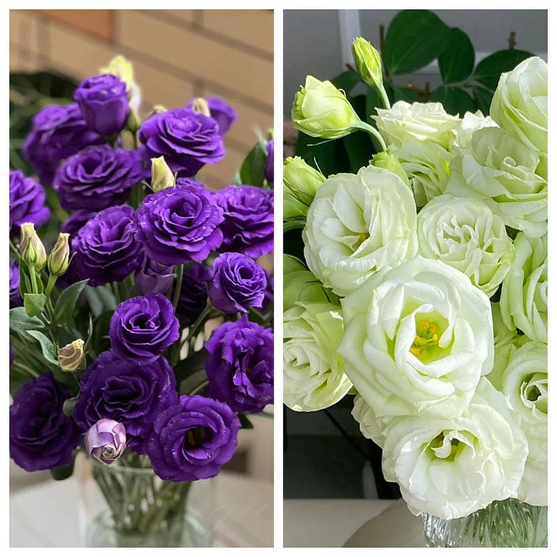 Rose Eustoma Sans Épines💐Graines de Lisanthus