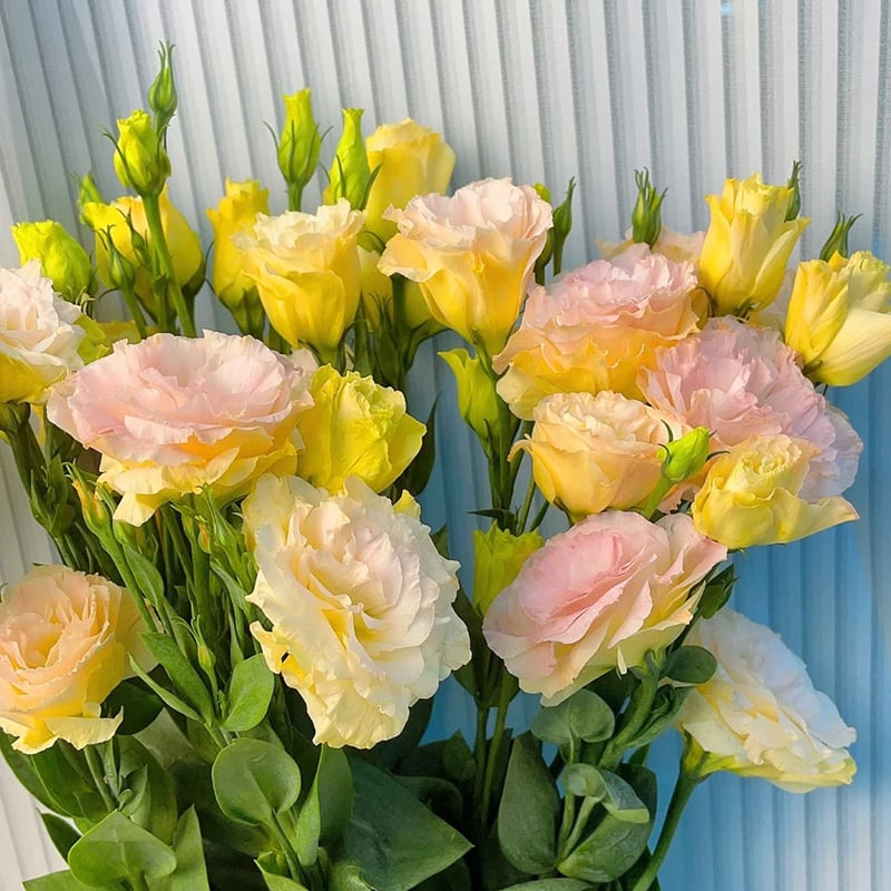 Rose Eustoma Sans Épines💐Graines de Lisanthus