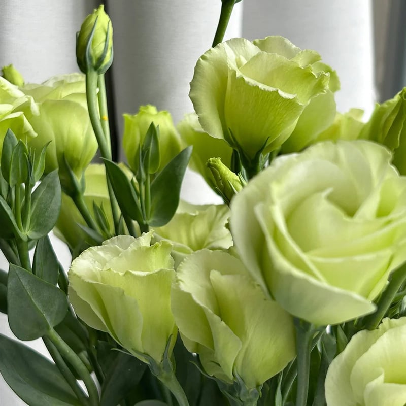 Rose Eustoma Sans Épines💐Graines de Lisanthus