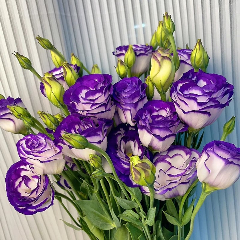 Rose Eustoma Sans Épines💐Graines de Lisanthus
