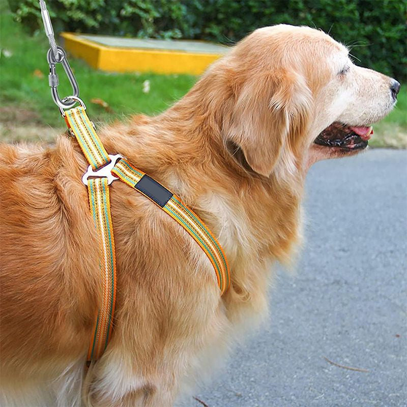 Laisse pour Chien Durable et Résistante aux Morsures – Laisse de Sécurité Extérieure