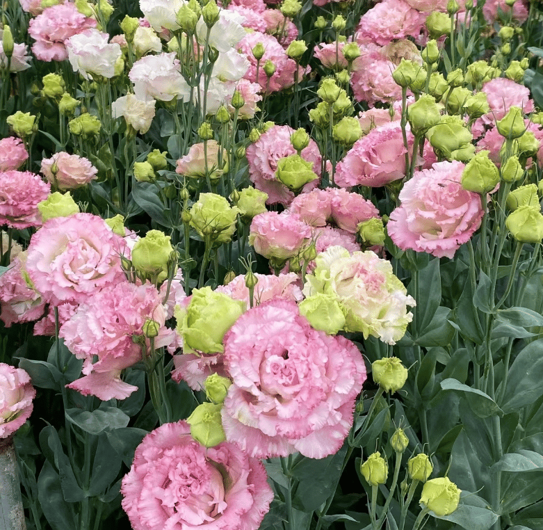 Rose Eustoma Sans Épines💐Graines de Lisanthus