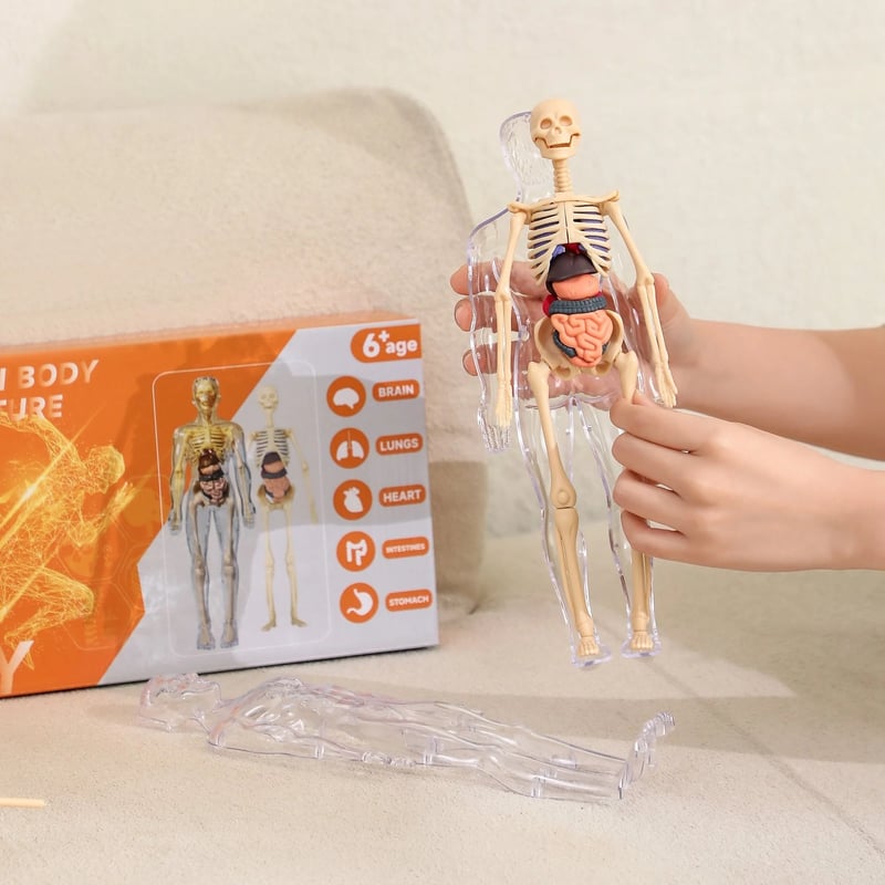 Modèle d'Anatomie 3D Transparent Présentant le Corps et les Organes