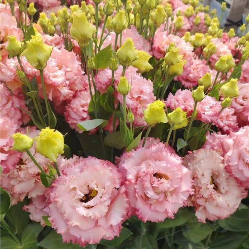 Rose Eustoma Sans Épines💐Graines de Lisanthus