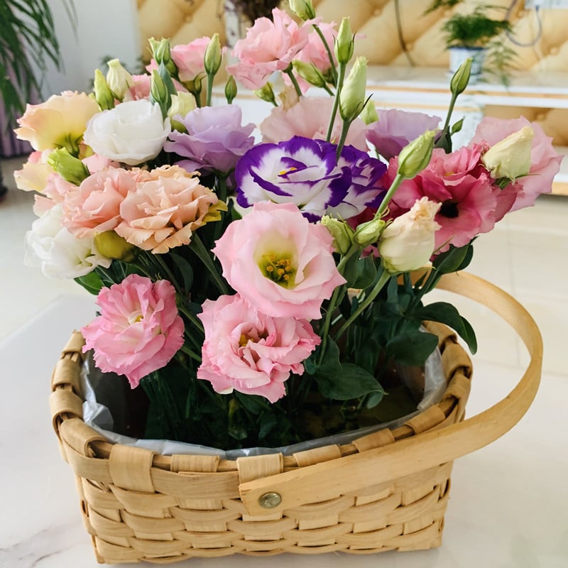 Rose Eustoma Sans Épines💐Graines de Lisanthus