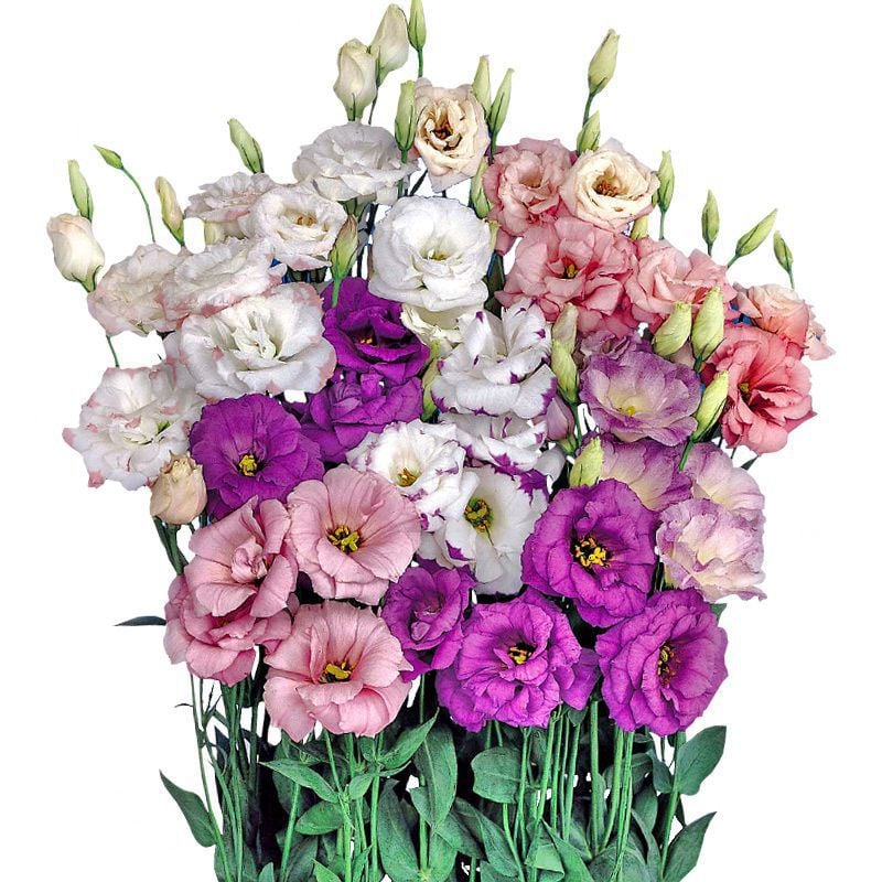 Rose Eustoma Sans Épines💐Graines de Lisanthus