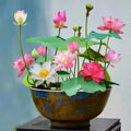 10 pièces de graines de lotus bonsaï colorées - Vibrantes et faciles à cultiver