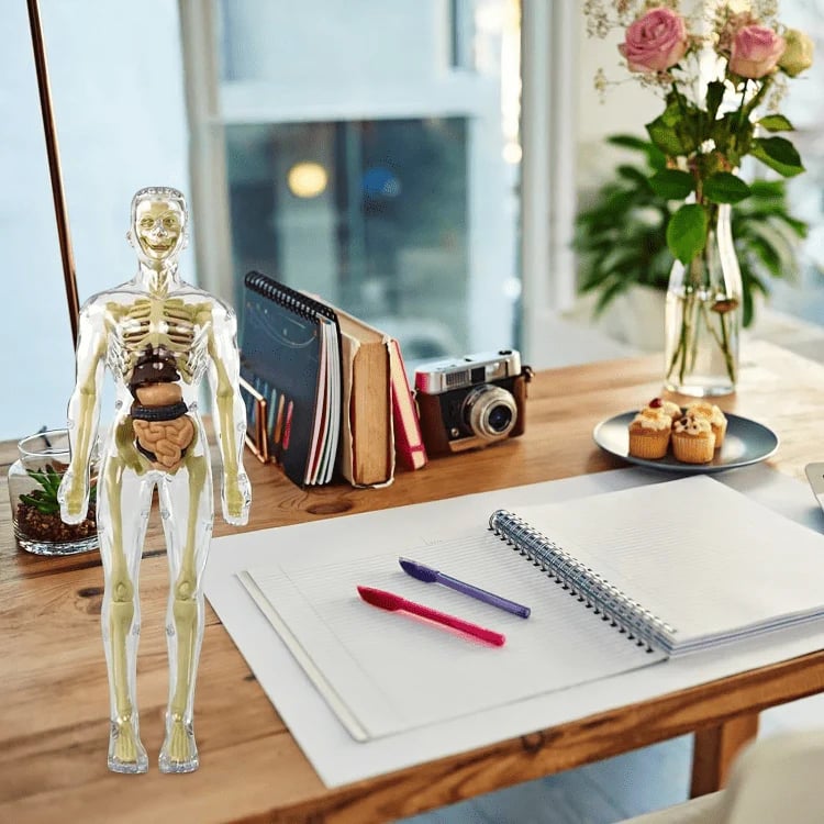 Modèle d'Anatomie 3D Transparent Présentant le Corps et les Organes
