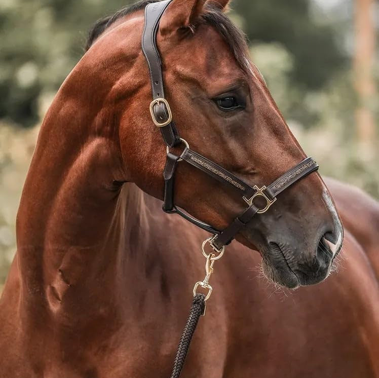 EquiTrend | Calendrier de l'Avent 2025 pour les Amoureux des Chevaux