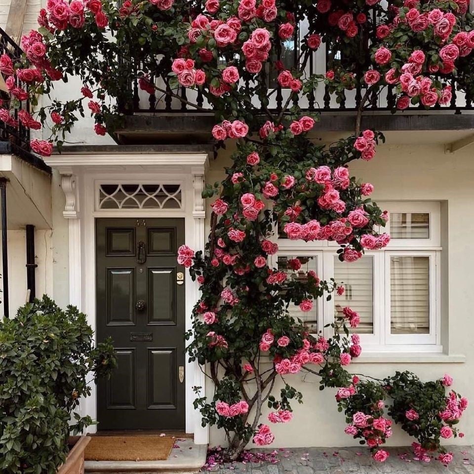 🌺Graines de Rose Grimpante | Engrais Gratuit--Supplément en azote, phosphore et potassium