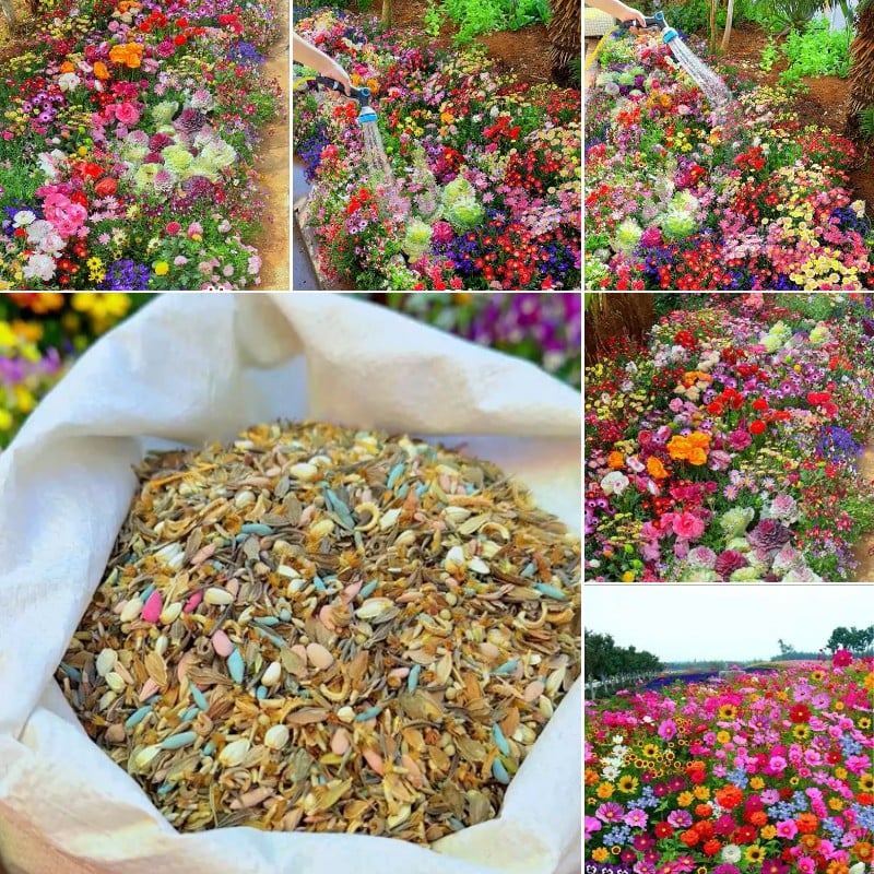 🔥Dernier jour de liquidation💝Graines de Fleurs Vivaces Mélangées - Plus de 30 sortes mélangées