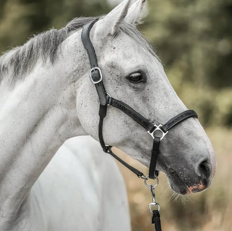 EquiTrend | Calendrier de l'Avent 2025 pour les Amoureux des Chevaux