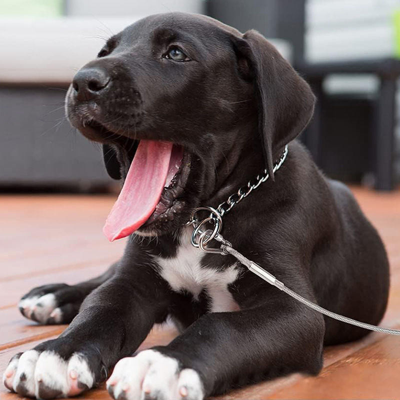 Laisse pour Chien Durable et Résistante aux Morsures – Laisse de Sécurité Extérieure