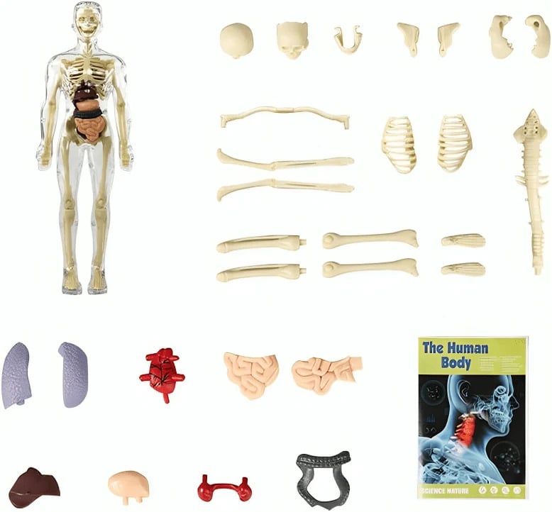Modèle d'Anatomie 3D Transparent Présentant le Corps et les Organes