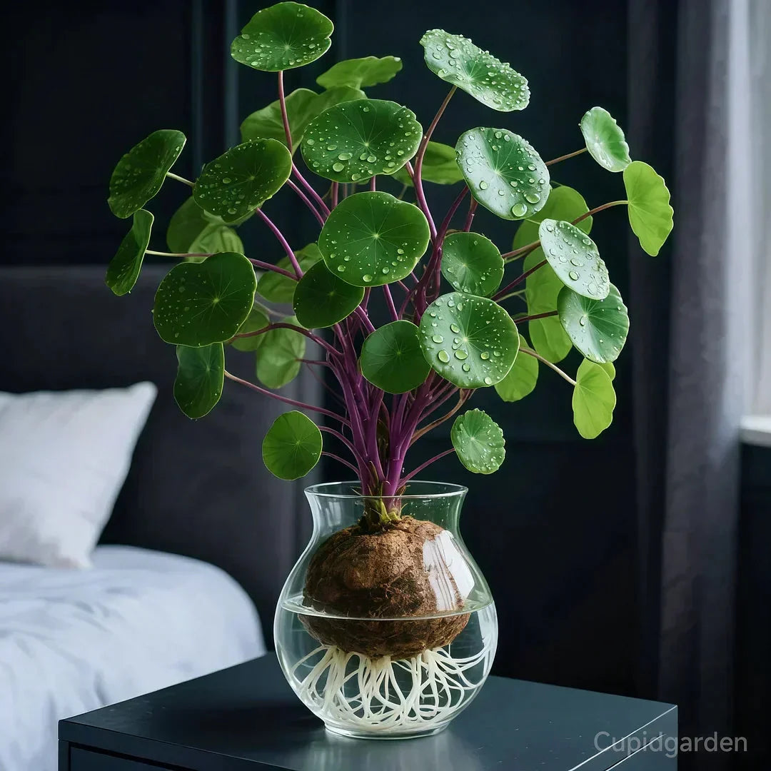 Stephania Erecta Plante d'Intérieur – Plante Ornementale Facile d'Entretien avec Caudex Unique pour Salon, Bureau ou Fenêtre | Sansoti