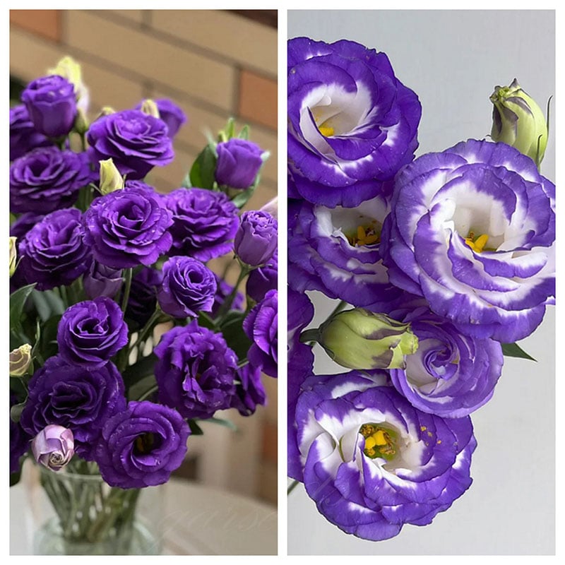 Rose Eustoma Sans Épines💐Graines de Lisanthus