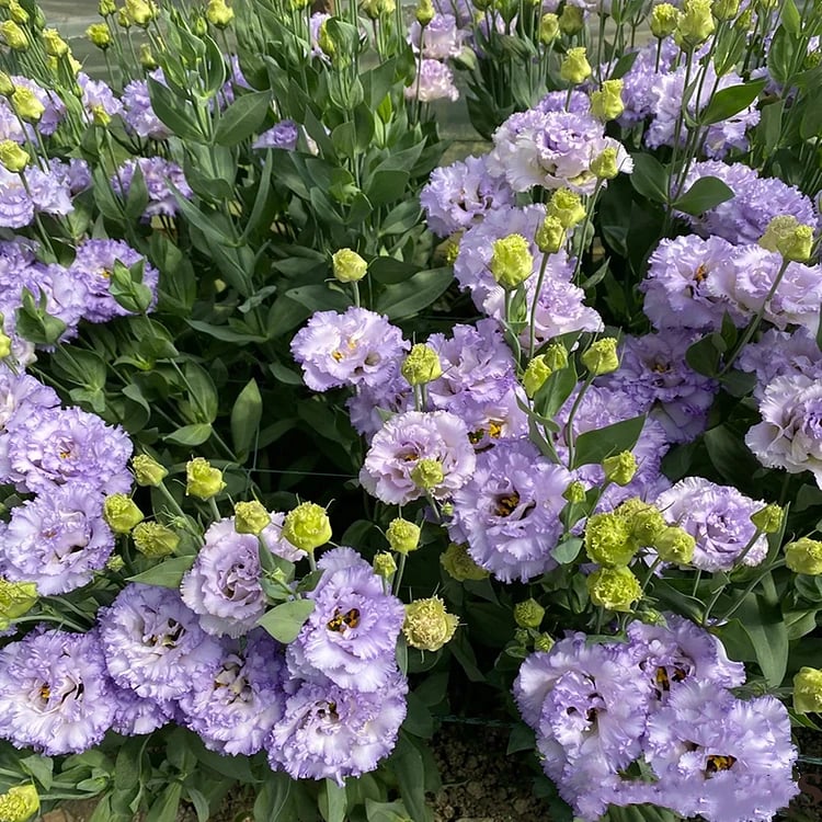 Rose Eustoma Sans Épines💐Graines de Lisanthus
