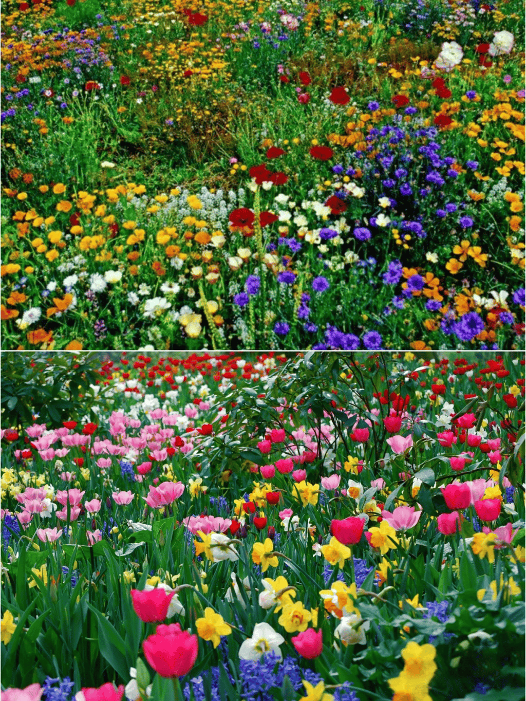 🔥Dernier jour de liquidation💝Graines de Fleurs Vivaces Mélangées - Plus de 30 sortes mélangées