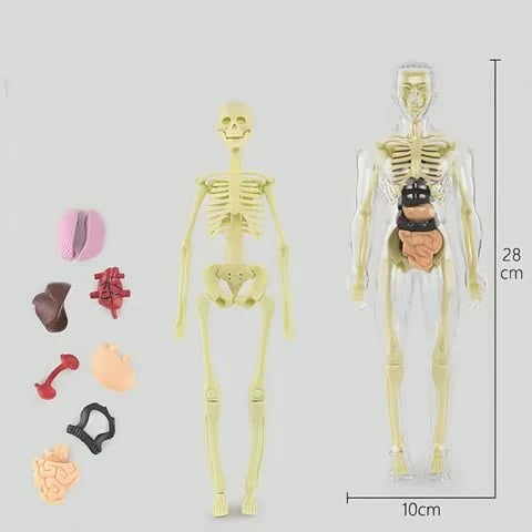 Modèle d'Anatomie 3D Transparent Présentant le Corps et les Organes