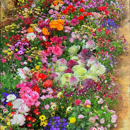 🔥Dernier jour de liquidation💝Graines de Fleurs Vivaces Mélangées - Plus de 30 sortes mélangées