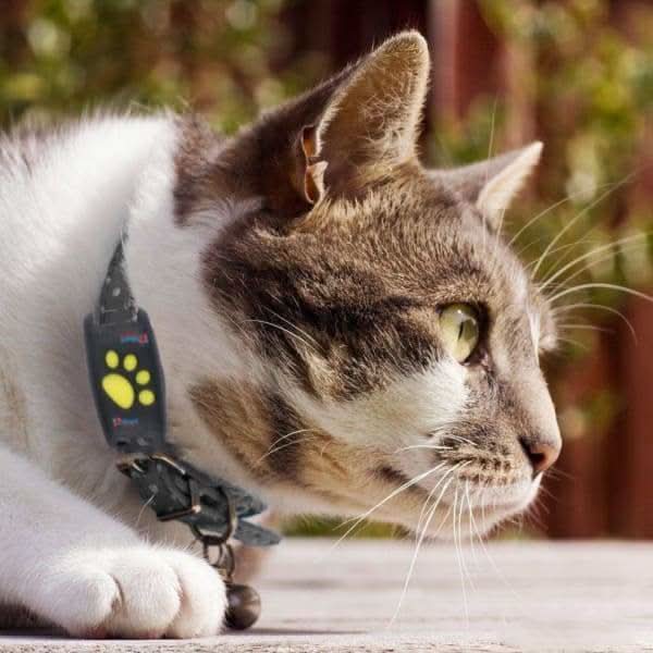 Traceur GPS pour chats – Localisation en temps réel sans abonnement