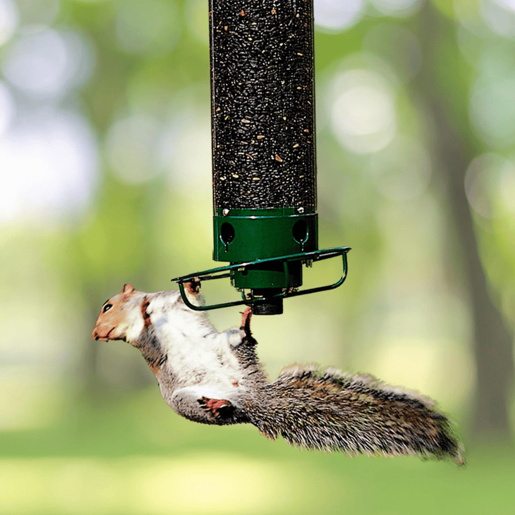 Distributeur de graines pour oiseaux ultime résistant aux écureuils avec accès rotatif