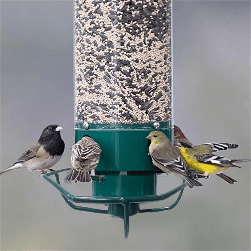 Distributeur de graines pour oiseaux ultime résistant aux écureuils avec accès rotatif